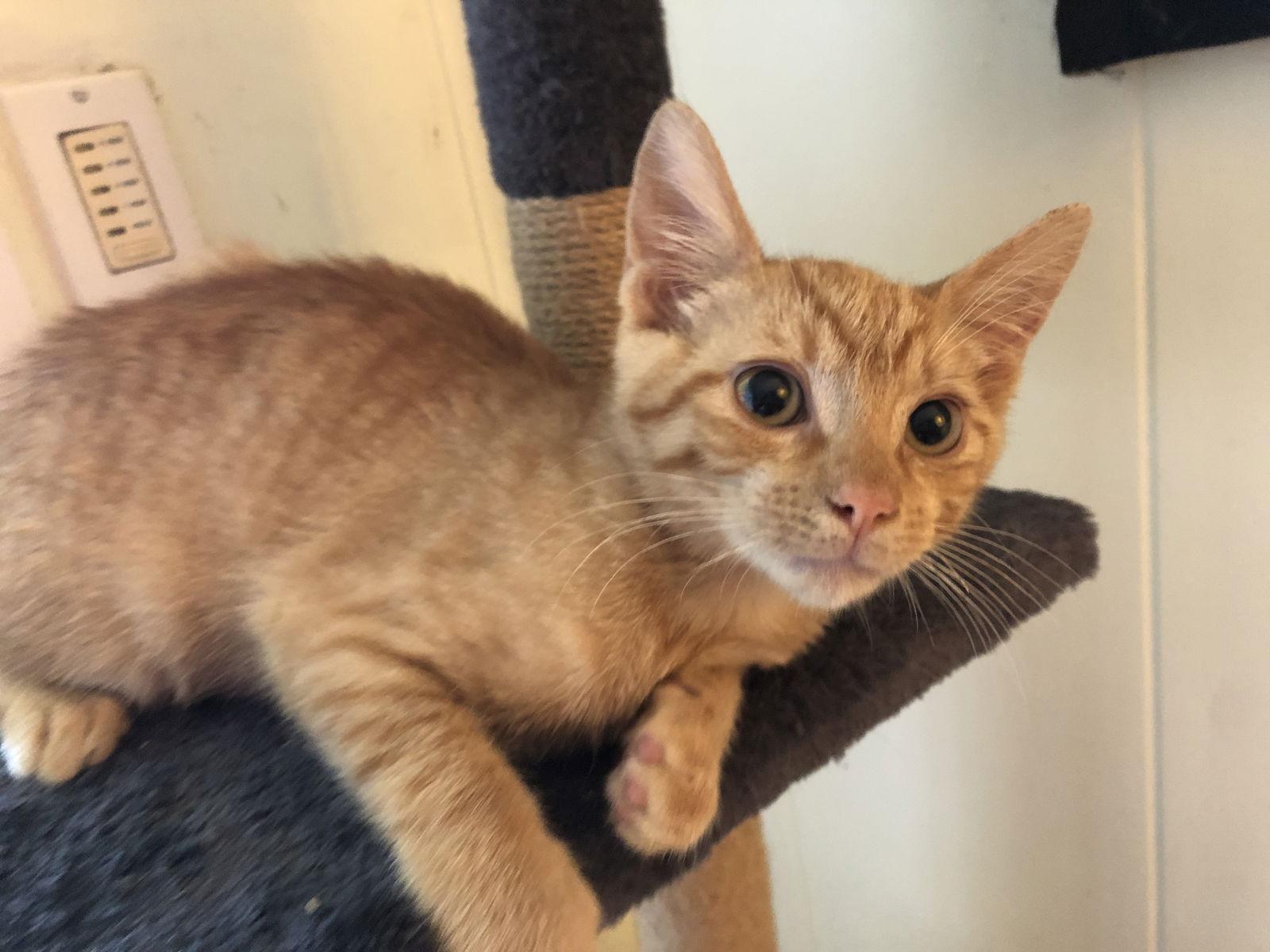 Beetle, Adoptable, Kitten Male Tabby.