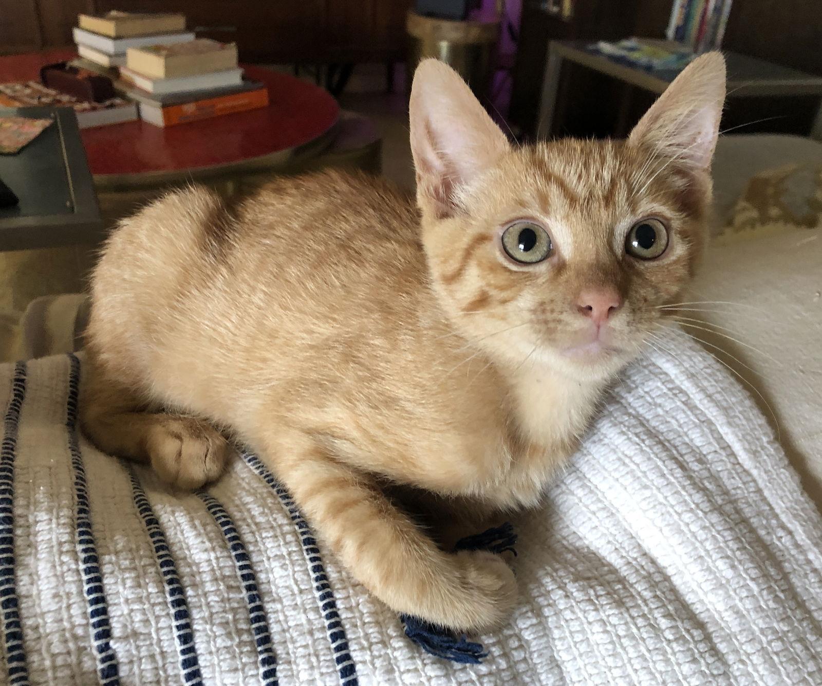 Enlarge Beetle, a Adoptable Tabby in Orlando, FL image 2/3