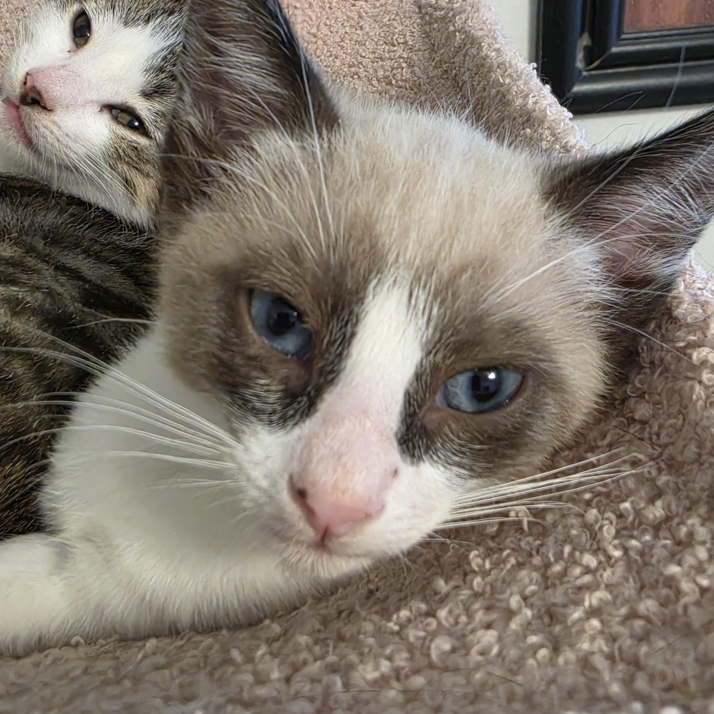 Paul, ADOPTABLE, Kitten Male Snowshoe.