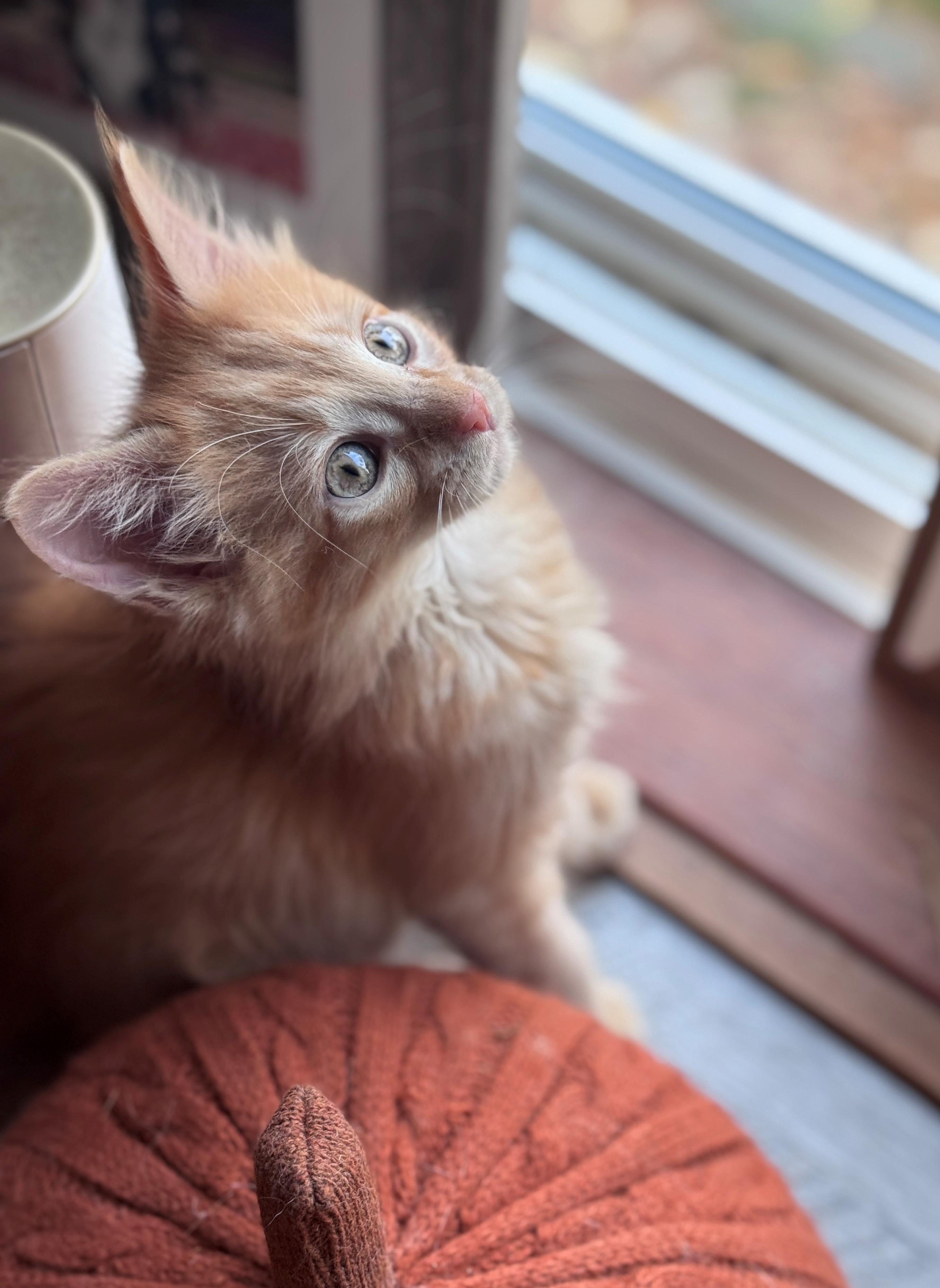 Calor, Adopted, Kitten Male Domestic Medium Hair.