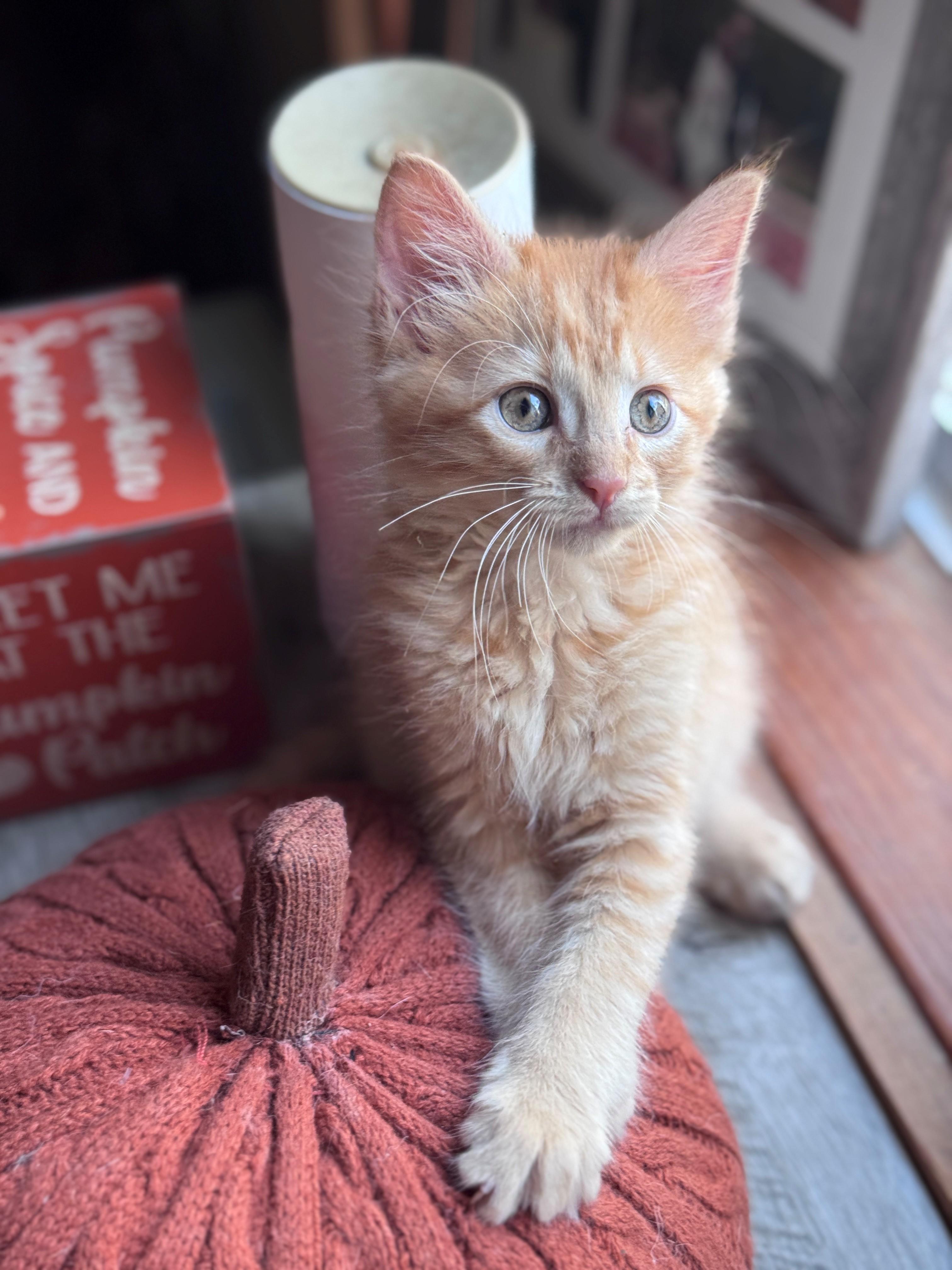 Enlarge Calor, a Adopted Domestic Medium Hair in Hackensack, MN image 2/4