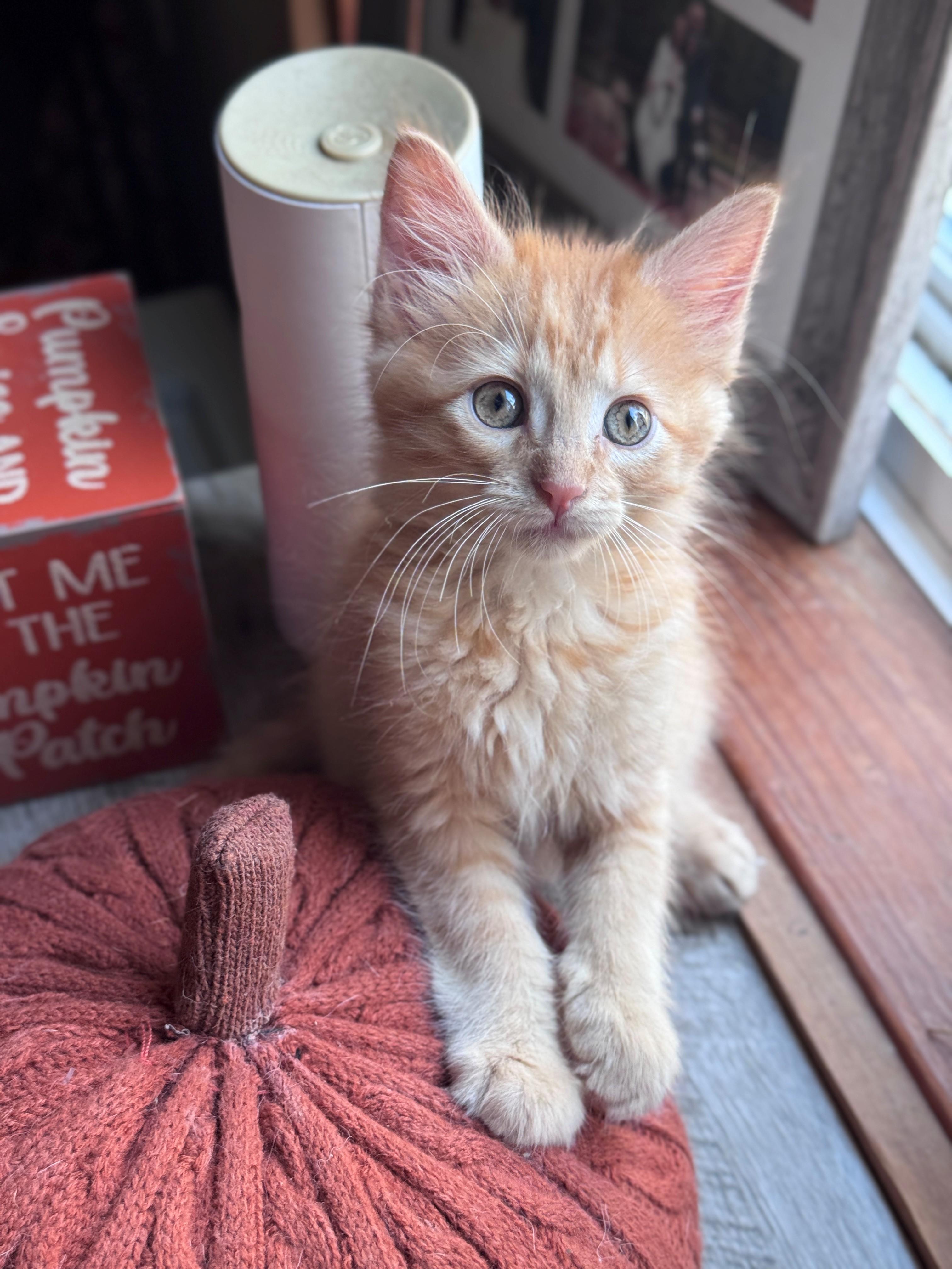 Enlarge Calor, a Adopted Domestic Medium Hair in Hackensack, MN image 3/4