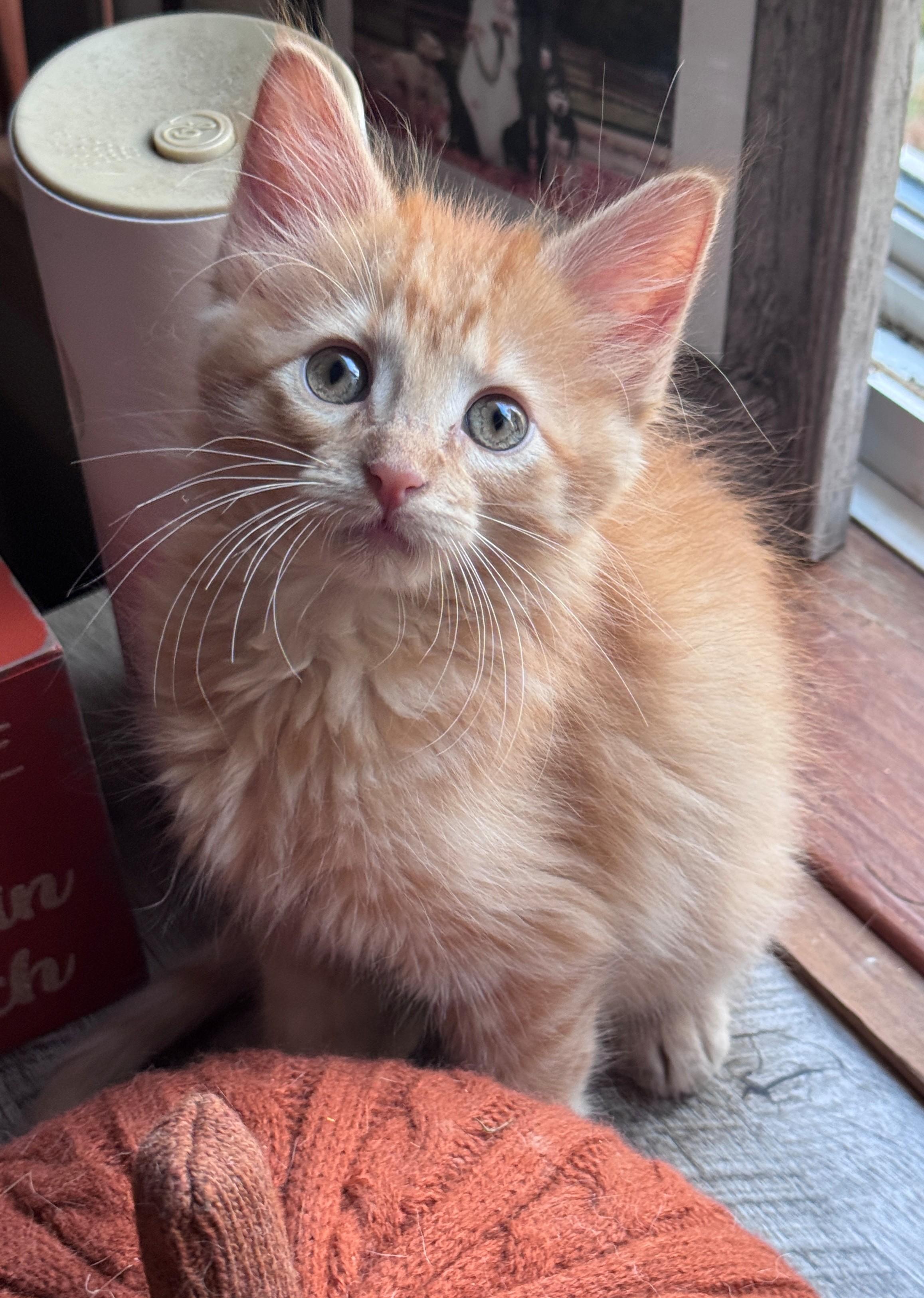 Enlarge Calor, a Adopted Domestic Medium Hair in Hackensack, MN image 4/4