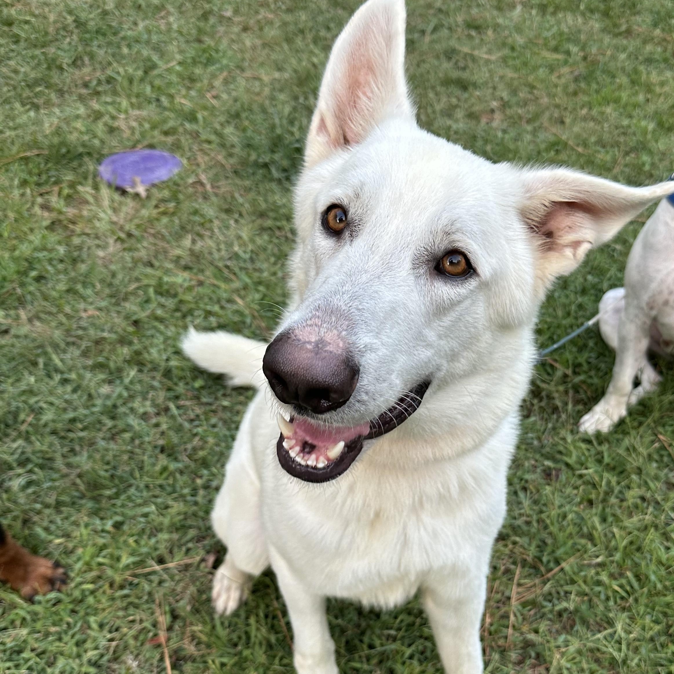 Andre 3000, Adoptable, Adult Male German Shepherd Dog & Great Pyrenees.