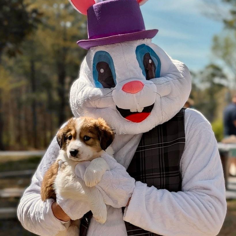Enlarge Logan , a ADOPTABLE mixed breed in Richmond, VA image 6/6