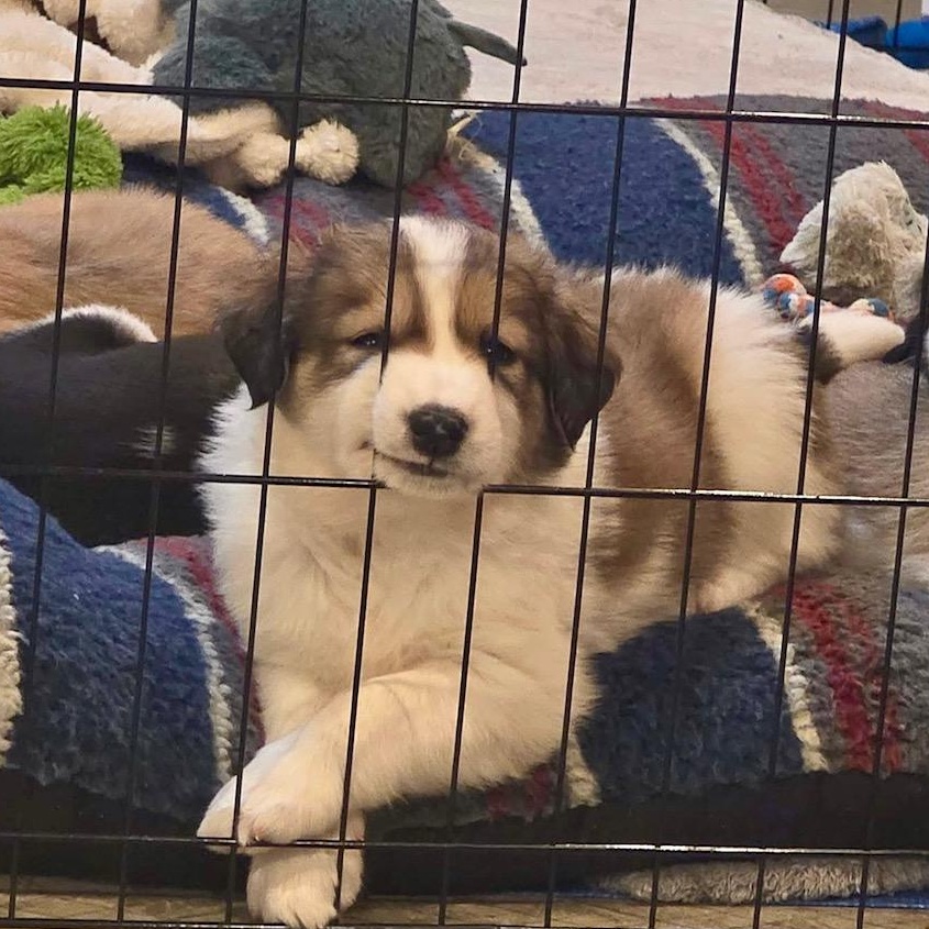 Enlarge Logan , a ADOPTABLE mixed breed in Richmond, VA image 4/6