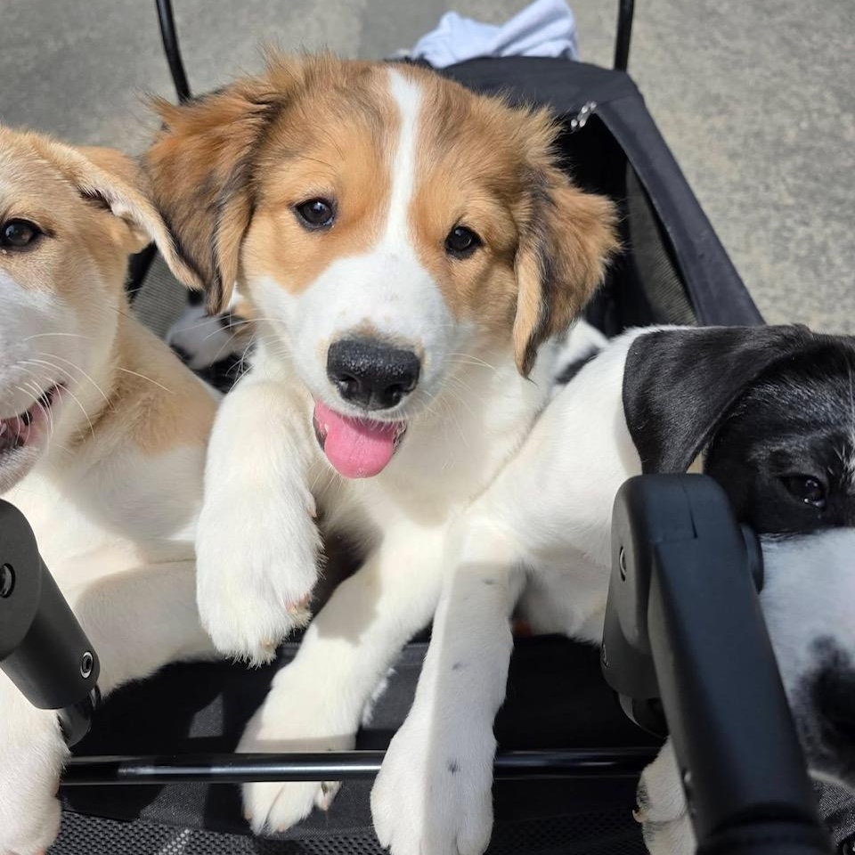 Enlarge Logan , a ADOPTABLE mixed breed in Richmond, VA image 3/6