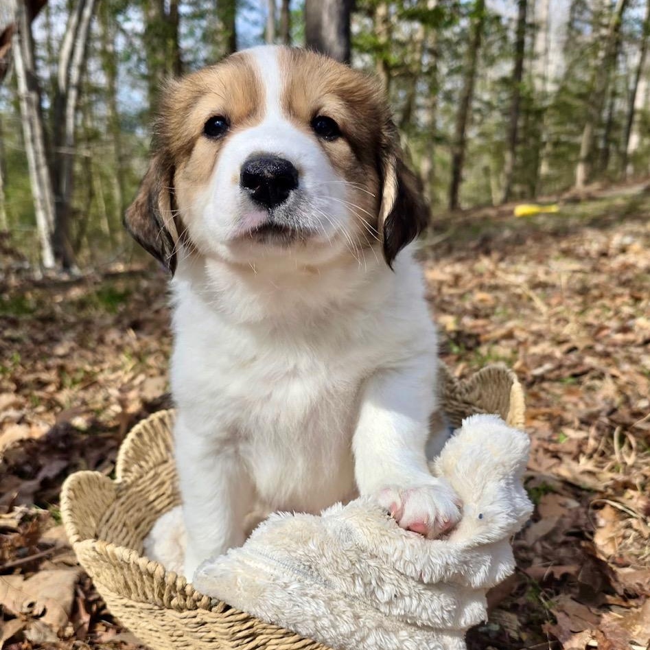 Enlarge Logan , a ADOPTABLE mixed breed in Richmond, VA image 2/6
