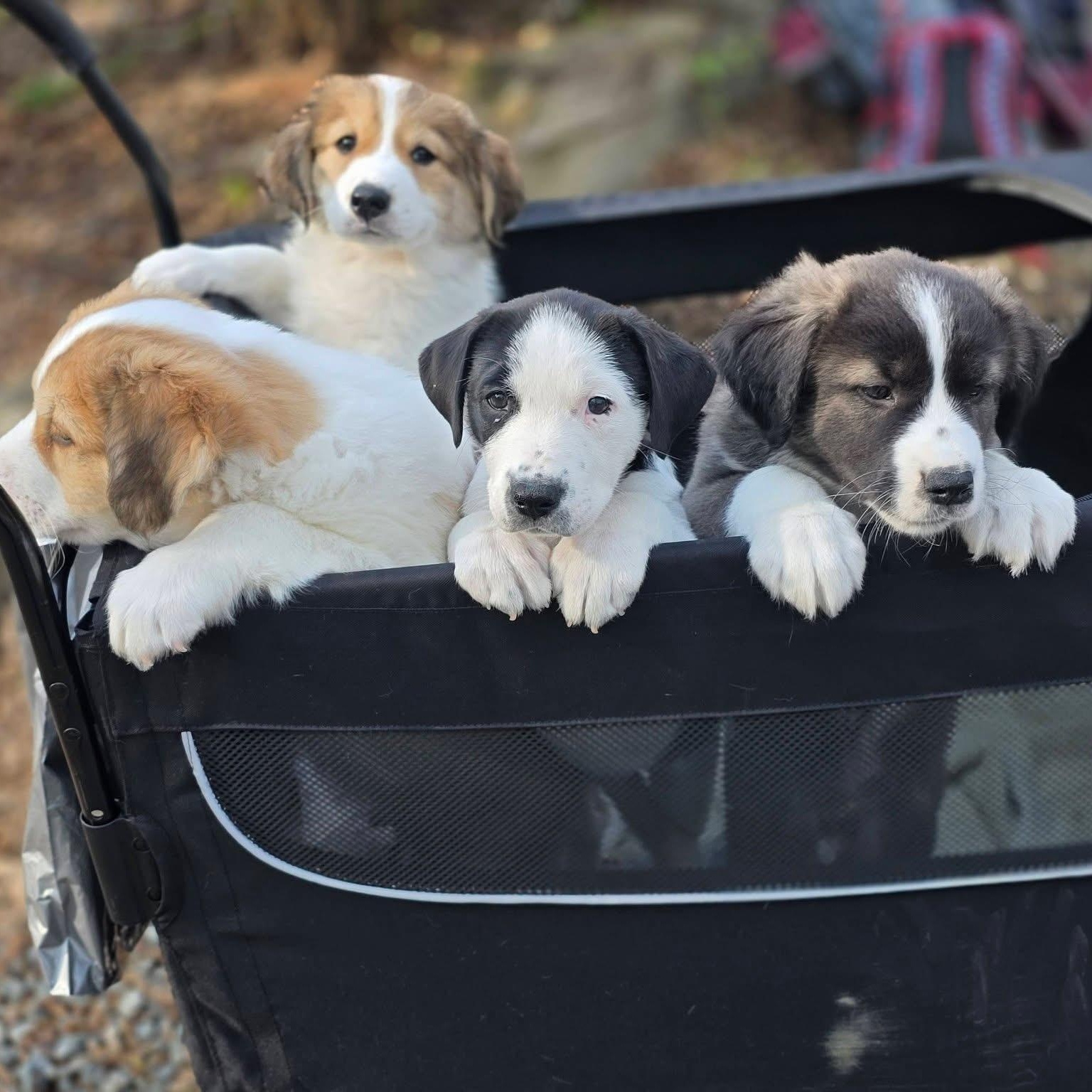 Enlarge Logan , a ADOPTABLE mixed breed in Richmond, VA image 5/6