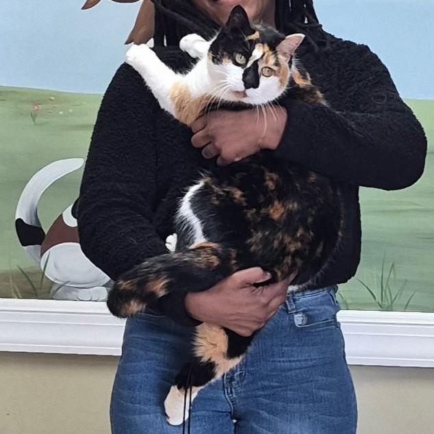 Enlarge Snoot, an adopted Calico in Clarksville, VA image 2/2