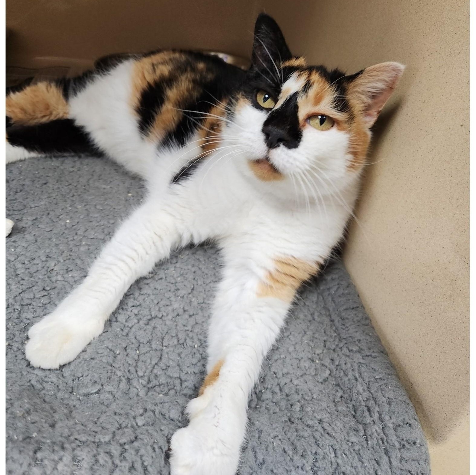 Enlarge Snoot, an adopted Calico in Clarksville, VA image 1/2