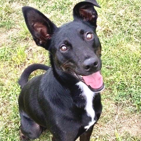 Iris, Young Female Mixed Breed