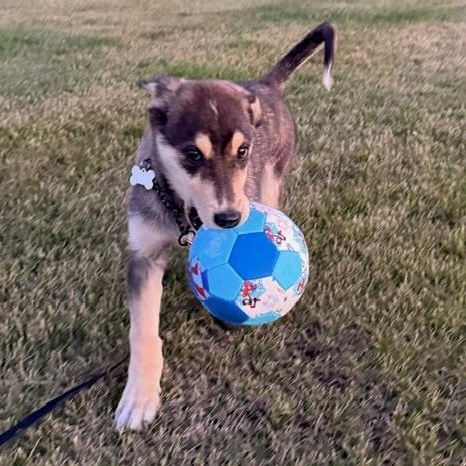 Maple, Adoptable, Puppy Female Mixed Breed.