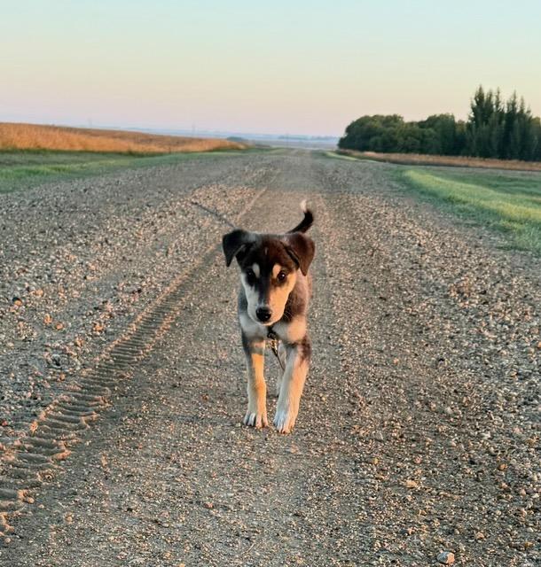 Enlarge Maple, a Adoptable Mixed Breed in Saskatoon, SK image 3/5