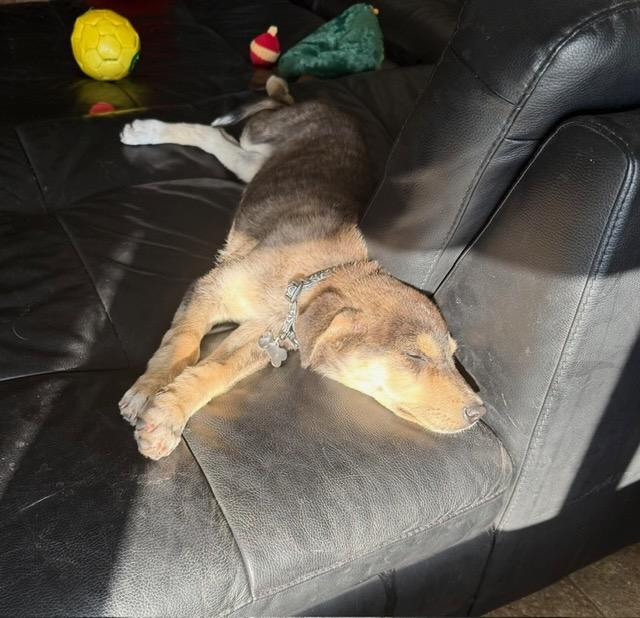 Enlarge Maple, a Adoptable Mixed Breed in Saskatoon, SK image 5/5