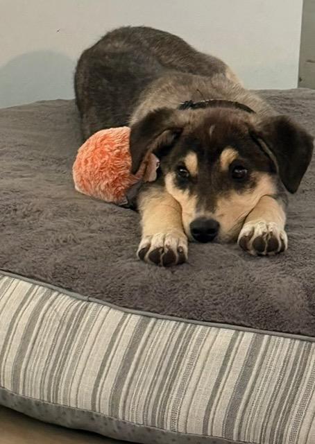 Enlarge Maple, a Adoptable Mixed Breed in Saskatoon, SK image 2/5