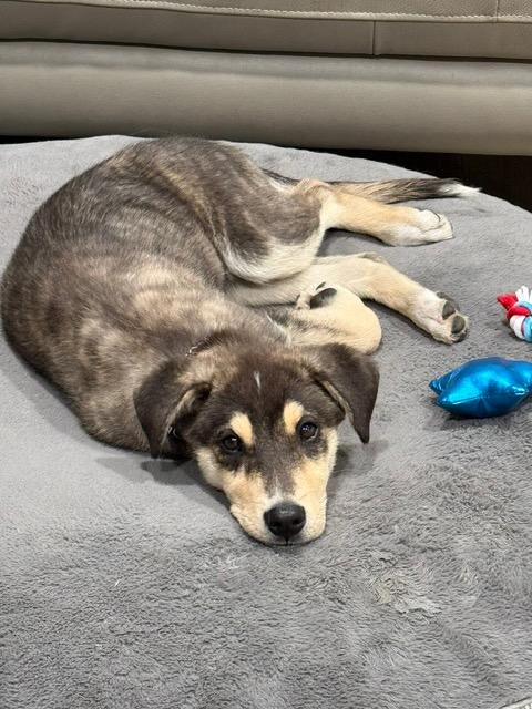 Enlarge Maple, a Adoptable Mixed Breed in Saskatoon, SK image 4/5