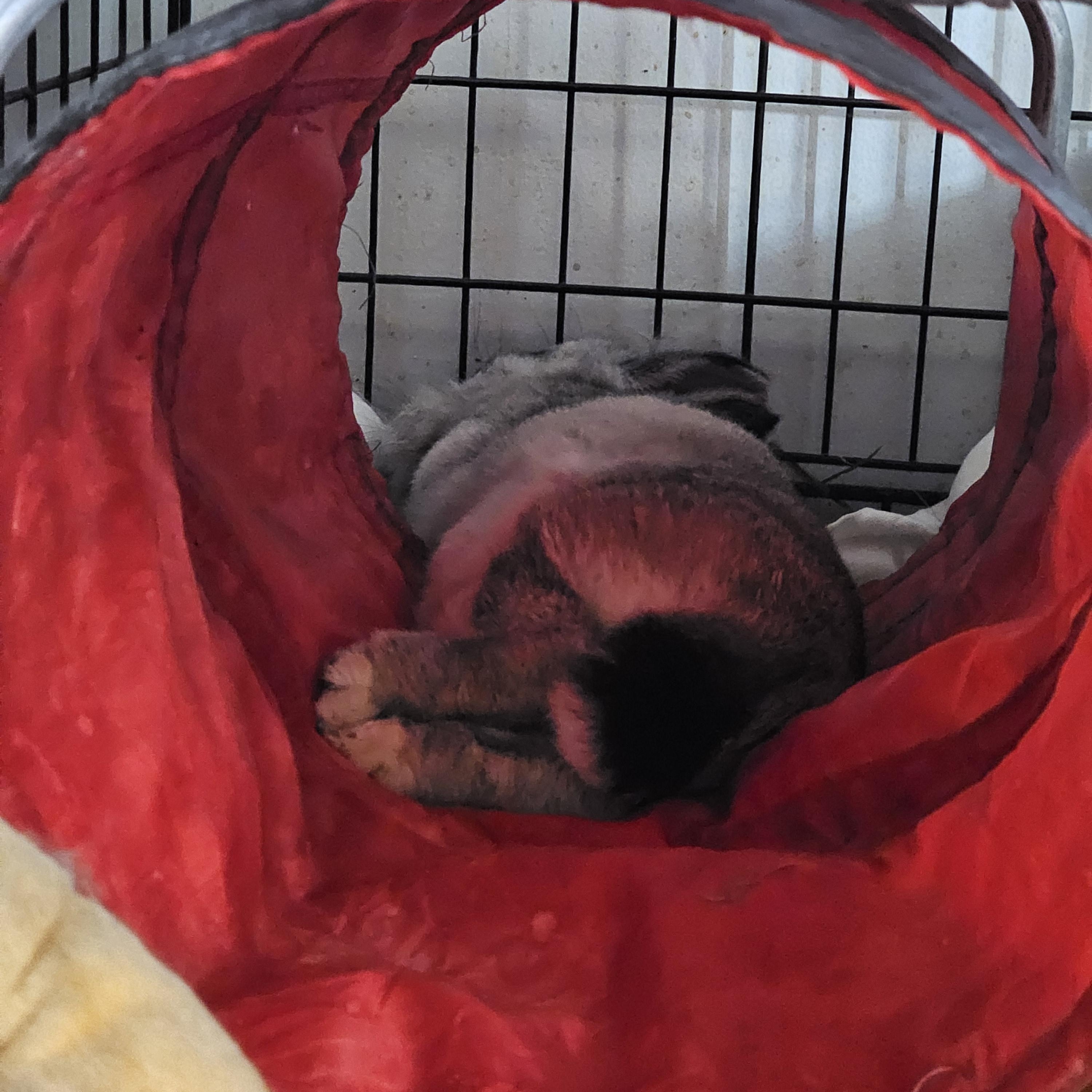 Enlarge Spring, an adopted mixed breed in Kanata, ON image 1/6