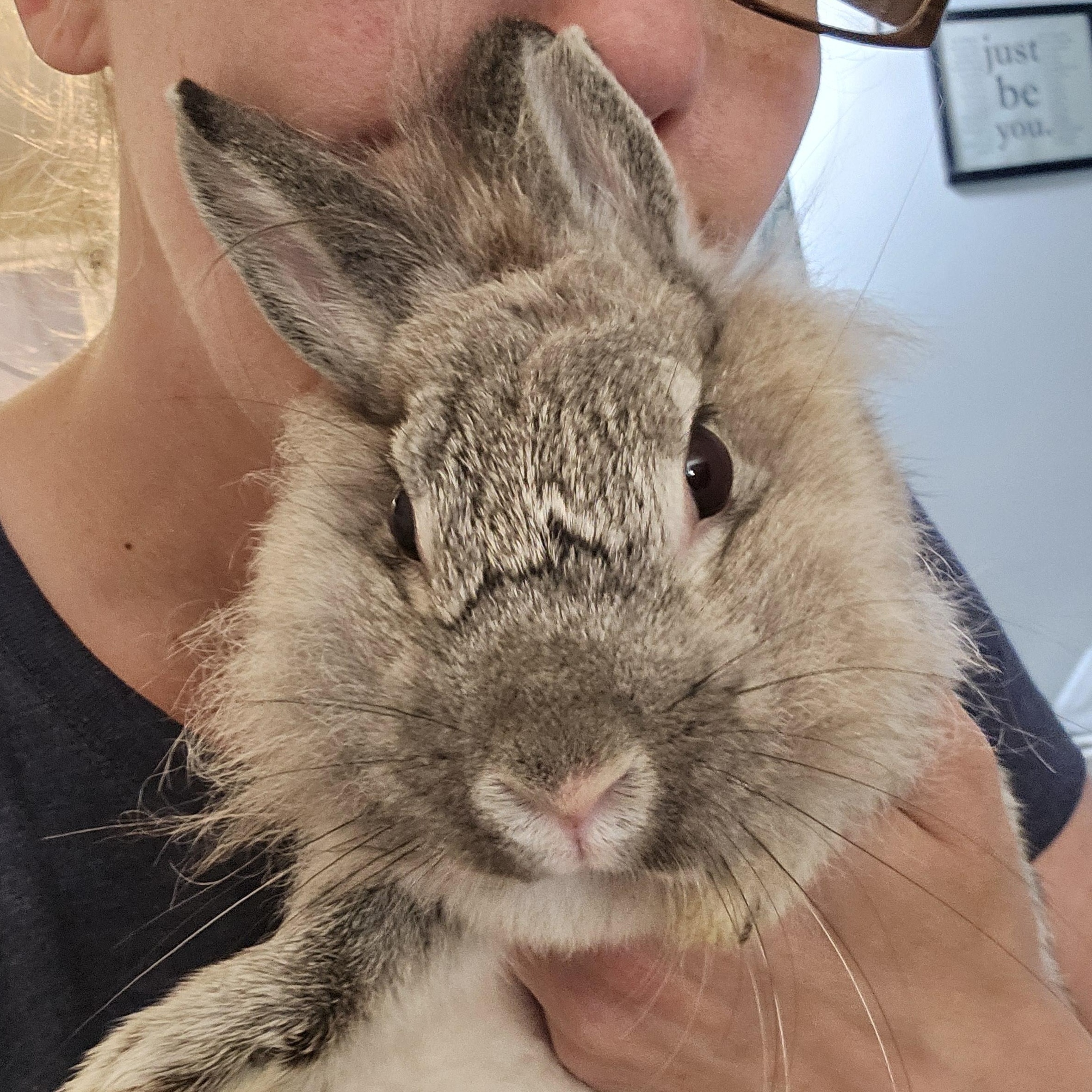 Enlarge Spring, an adopted mixed breed in Kanata, ON image 2/6
