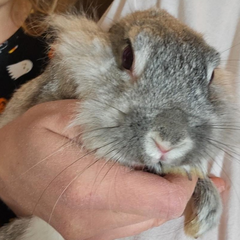 Enlarge Spring, an adopted mixed breed in Kanata, ON image 3/6