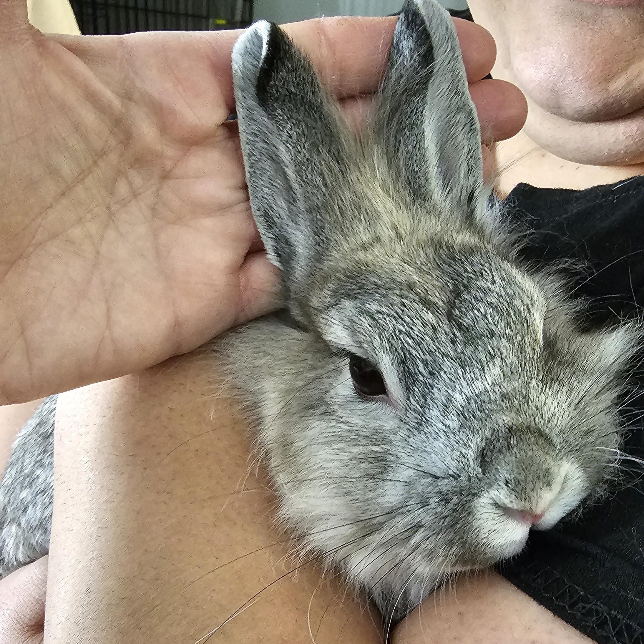 Enlarge Spring, an adopted mixed breed in Kanata, ON image 4/6