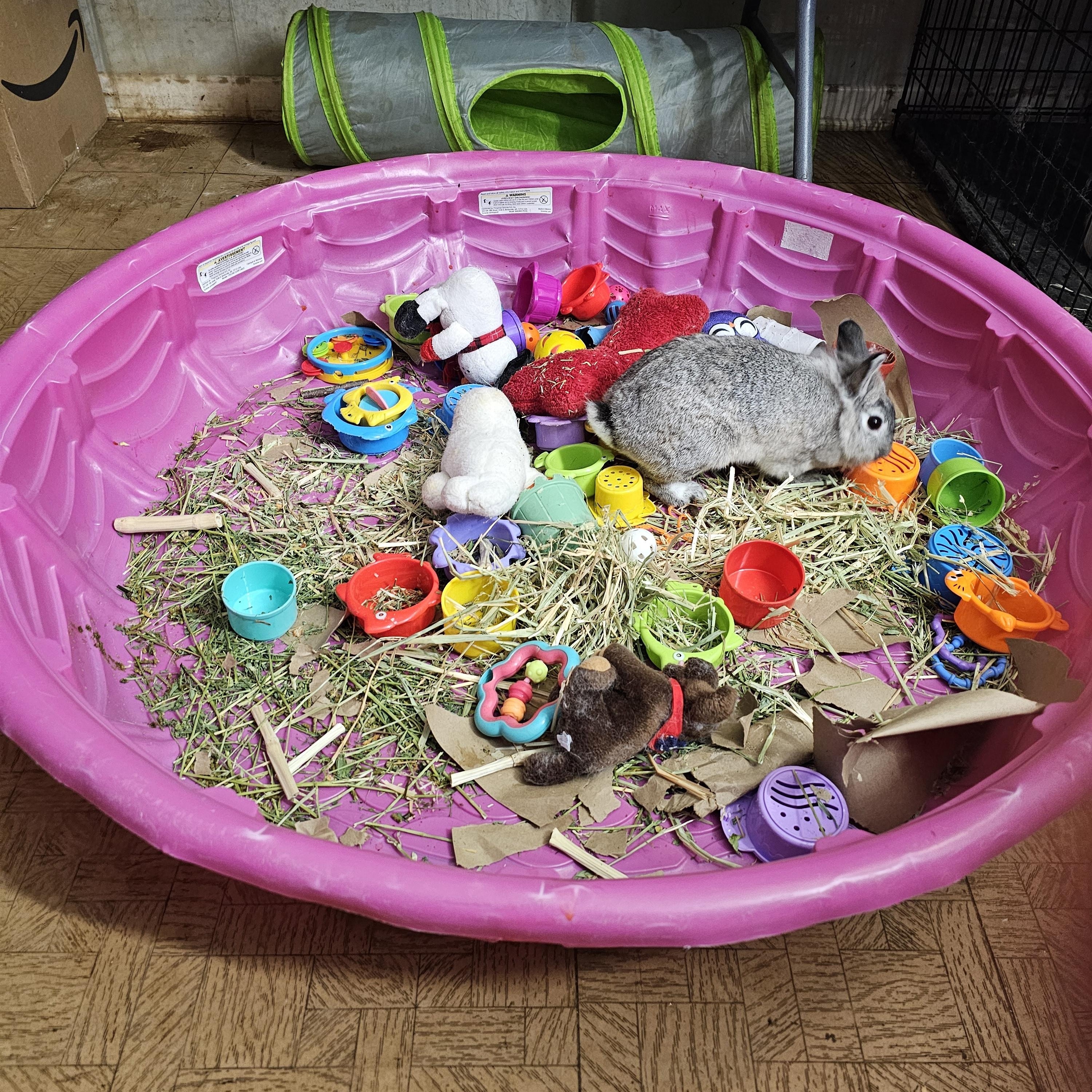Enlarge Spring, an adopted mixed breed in Kanata, ON image 5/6