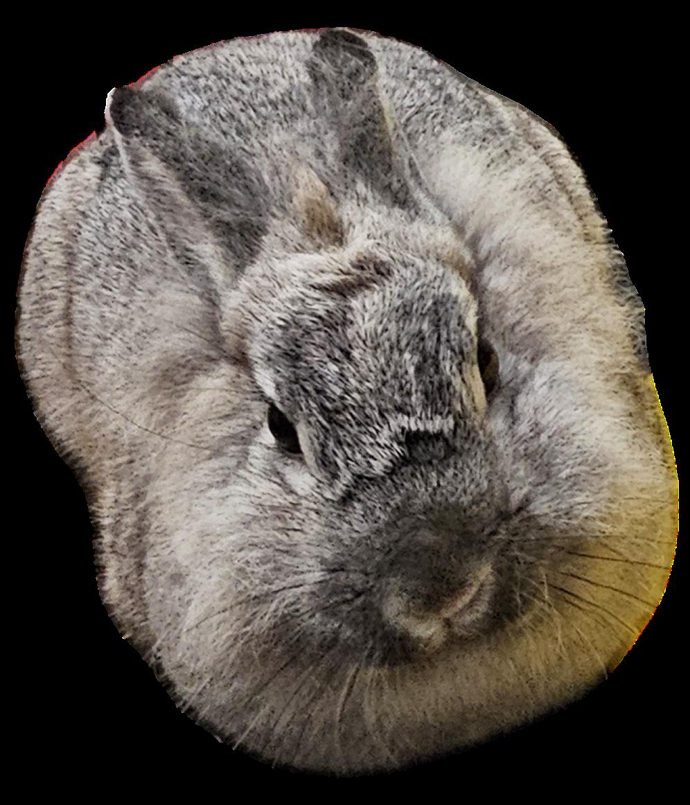 Enlarge Spring, an adopted mixed breed in Kanata, ON image 6/6