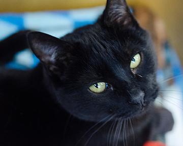 Enlarge Rose, a Adoptable mixed breed in Jamestown, NY image 1/1