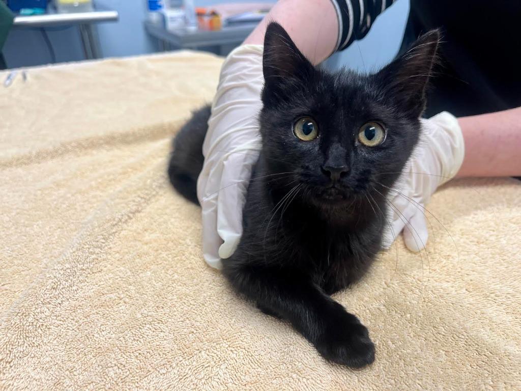 Enlarge Indira, a Adoptable mixed breed in Raleigh, NC image 1/2