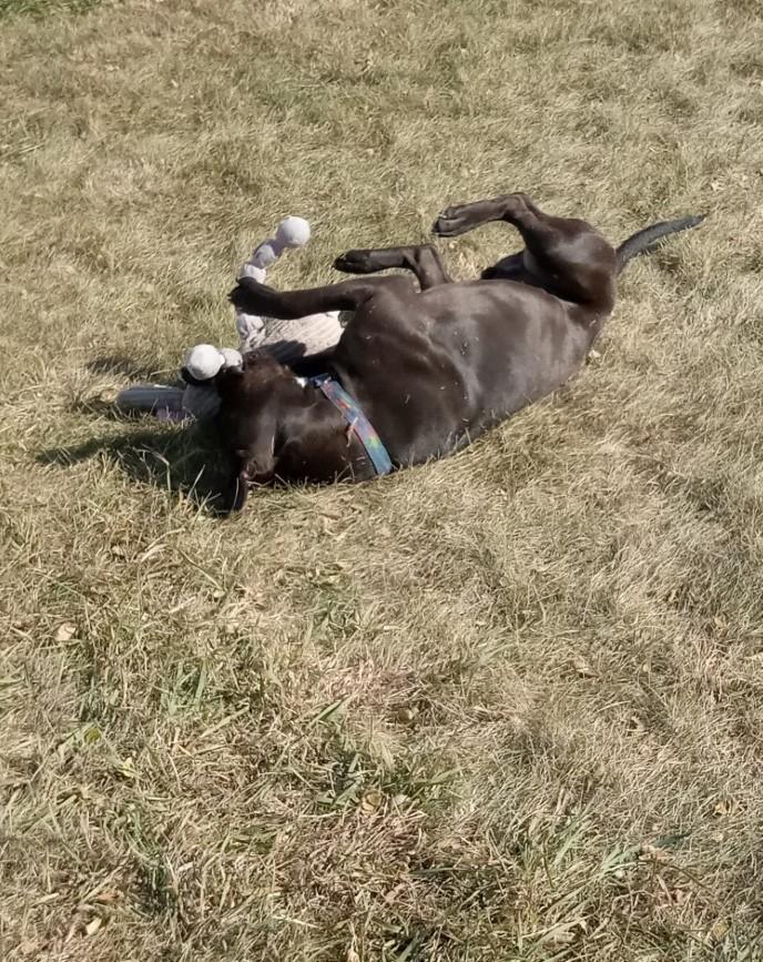 Sarge, an adoptable Pit Bull Terrier in Grant, NE, 69140 | Photo Image 6