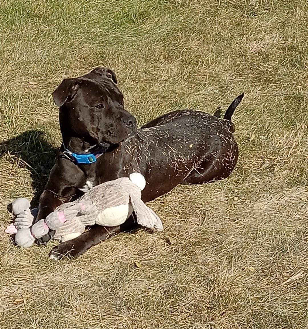 Sarge, an adoptable Pit Bull Terrier in Grant, NE, 69140 | Photo Image 5