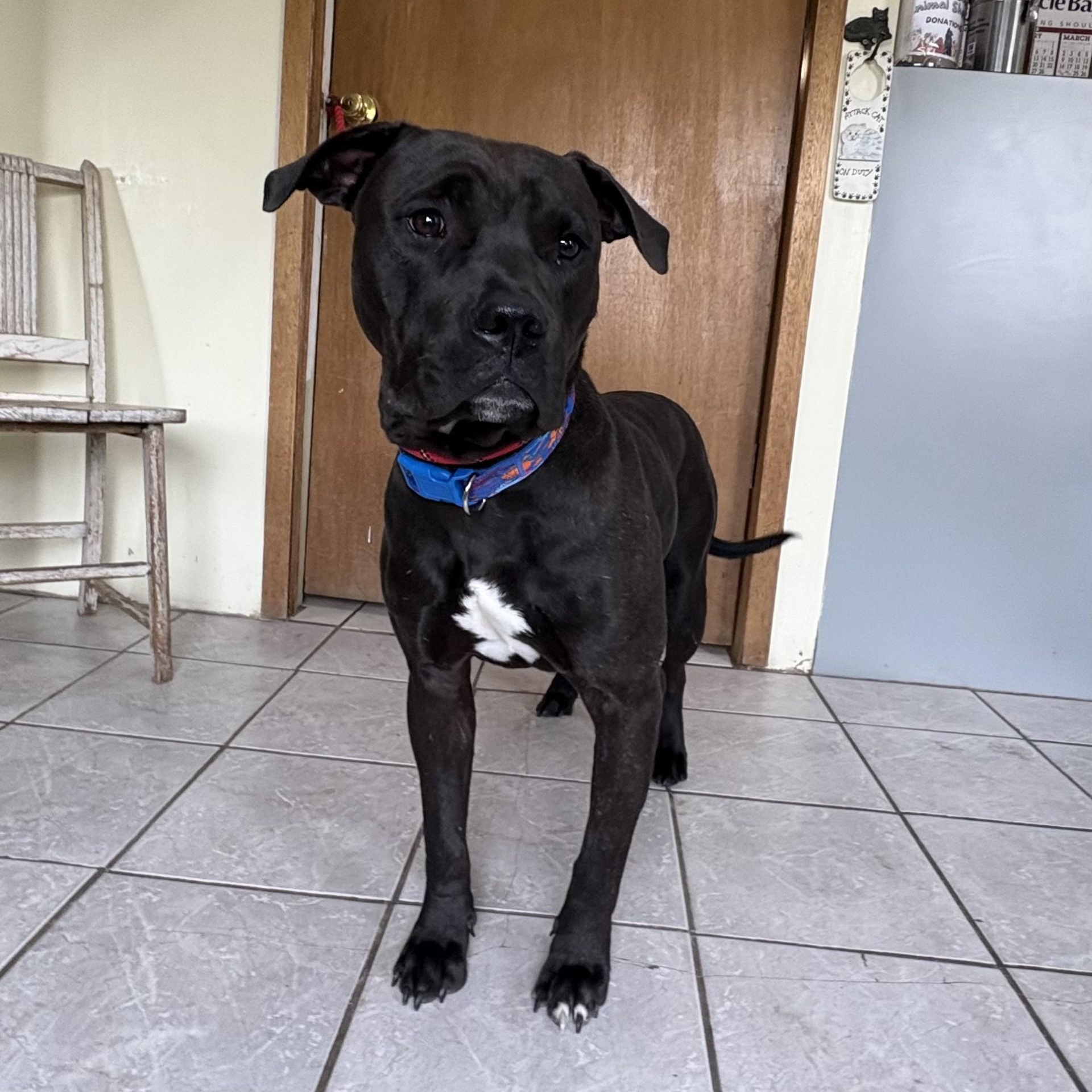 Sarge, a Adoptable Pit Bull Terrier in Grant, NE image 5/6