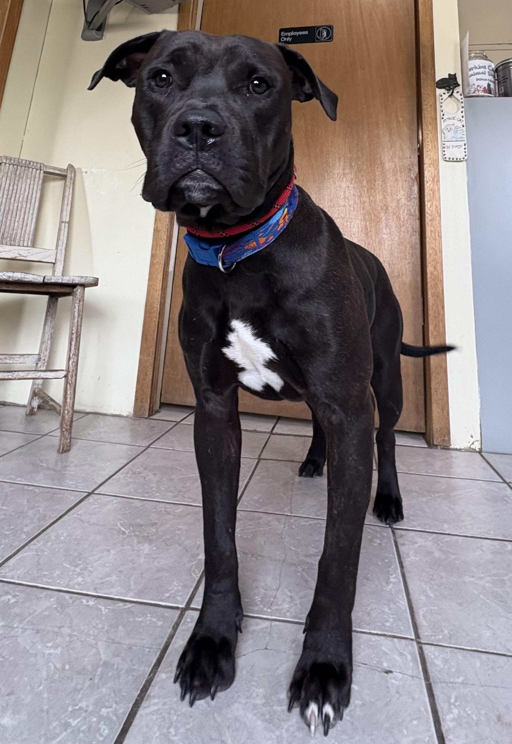 Sarge, a Adoptable Pit Bull Terrier in Grant, NE image 6/6