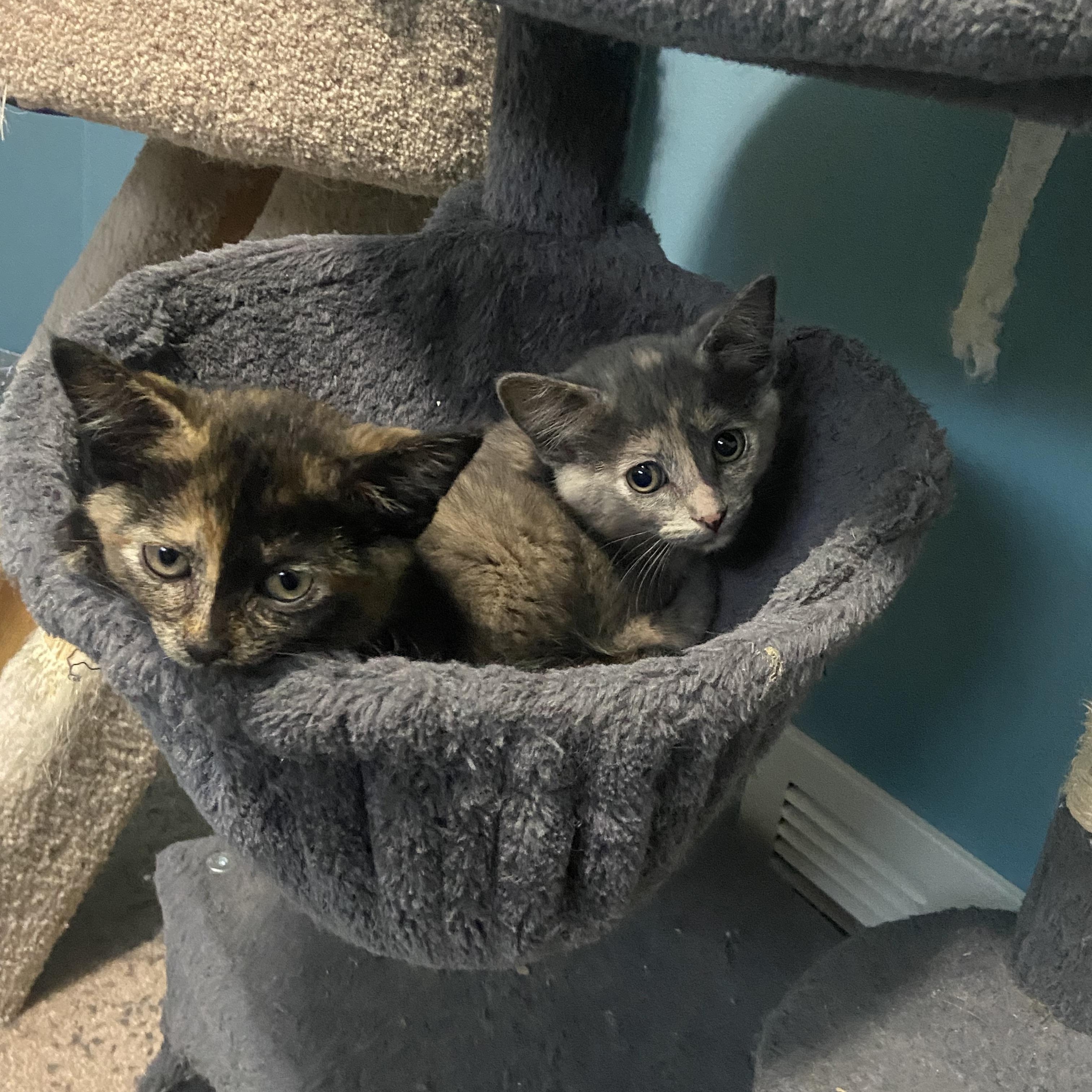 Evie & Dixie, Young Female Domestic Short Hair