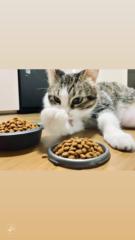 Barley, Adoptable, Adult Female American Shorthair.