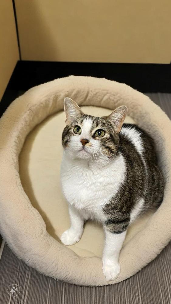 Enlarge Barley, a Adoptable American Shorthair in Forest Knolls, CA image 2/4