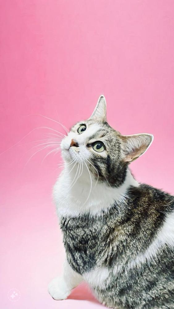 Enlarge Barley, a Adoptable American Shorthair in Forest Knolls, CA image 3/4