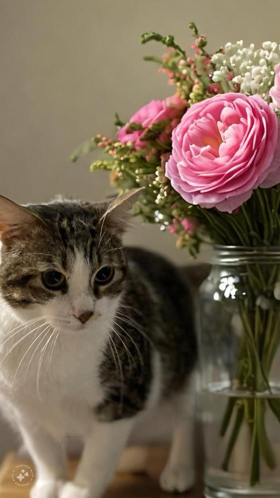 Enlarge Barley, a Adoptable American Shorthair in Forest Knolls, CA image 4/4