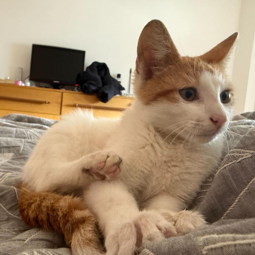 Krispy Kreme, Adoptable, Kitten Male Domestic Short Hair.