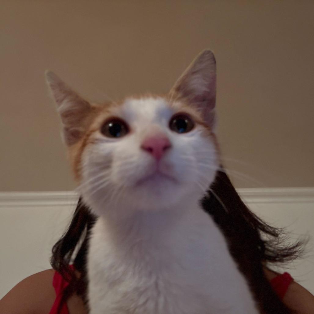 Krispy Kreme, a Adoptable Domestic Short Hair in Belleville, IL image 3/6