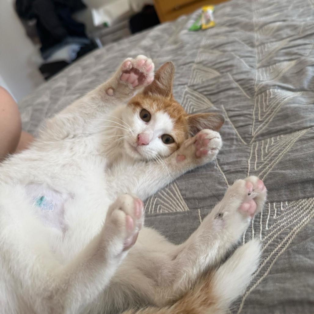 Krispy Kreme, a Adoptable Domestic Short Hair in Belleville, IL image 5/6