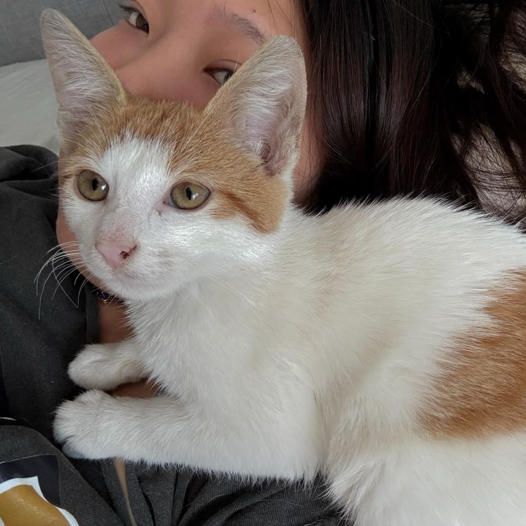 Krispy Kreme, a Adoptable Domestic Short Hair in Belleville, IL image 6/6