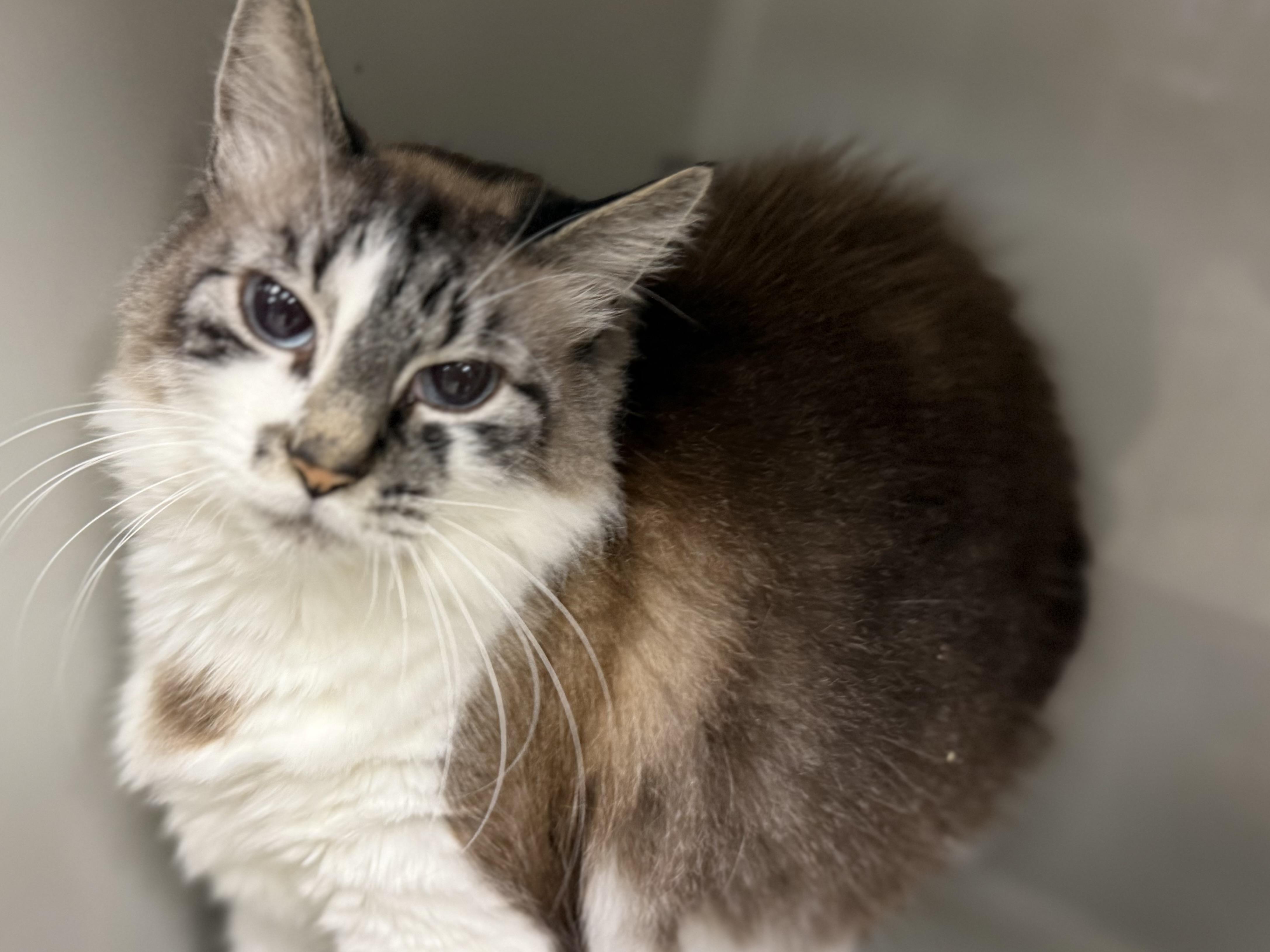 Precious, Adopted, Adult Female Siamese.