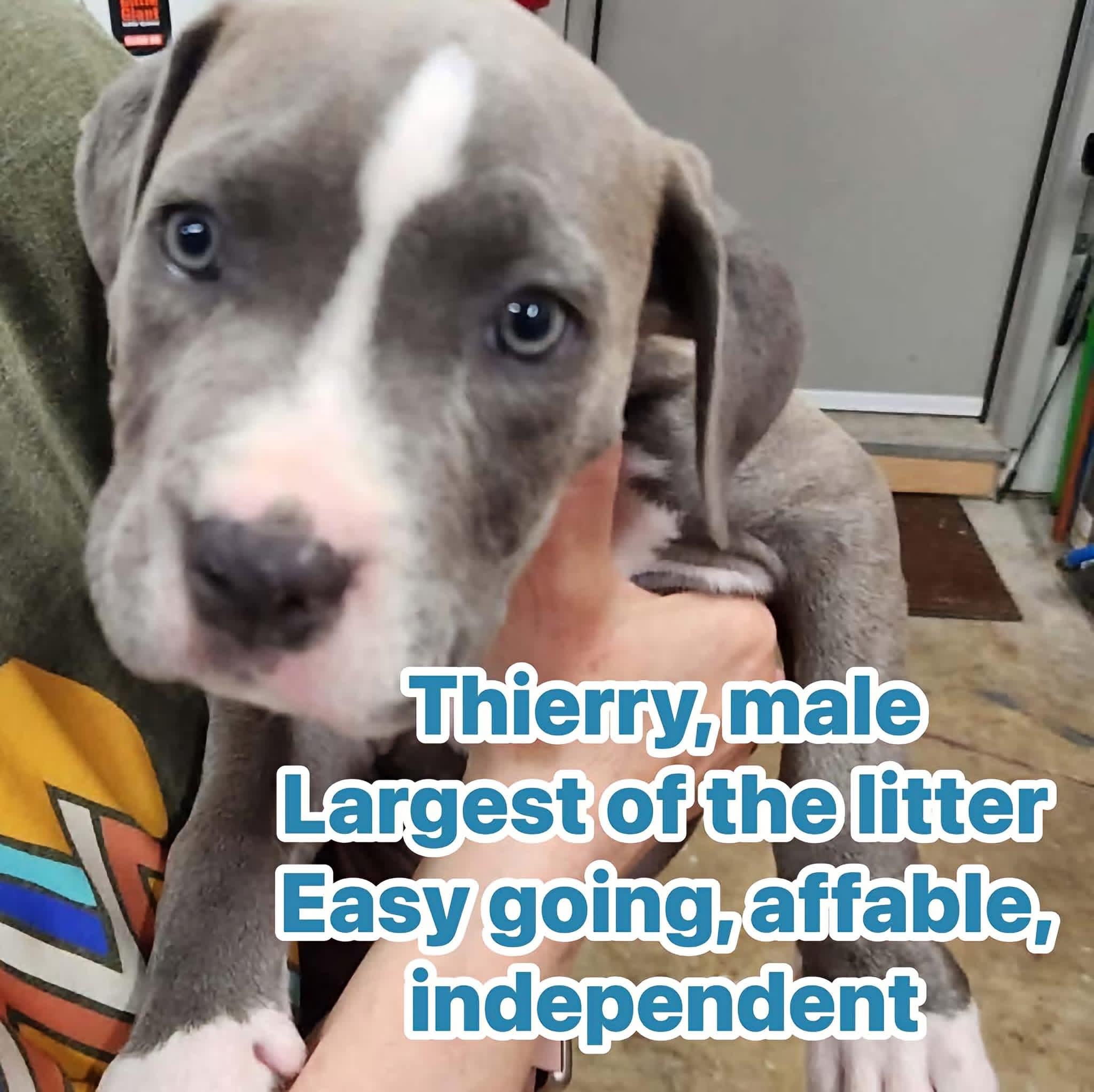 Enlarge Thierry, an adopted Pit Bull Terrier in Eugene, OR image 1/1