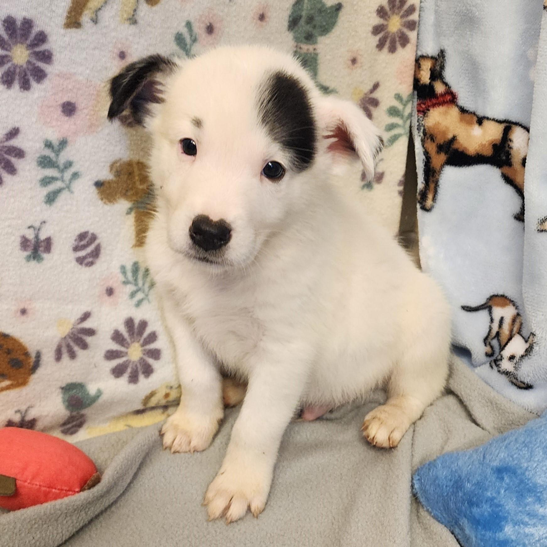 Hollywood, a ADOPTABLE mixed breed in ALPINE, TX image 2/4