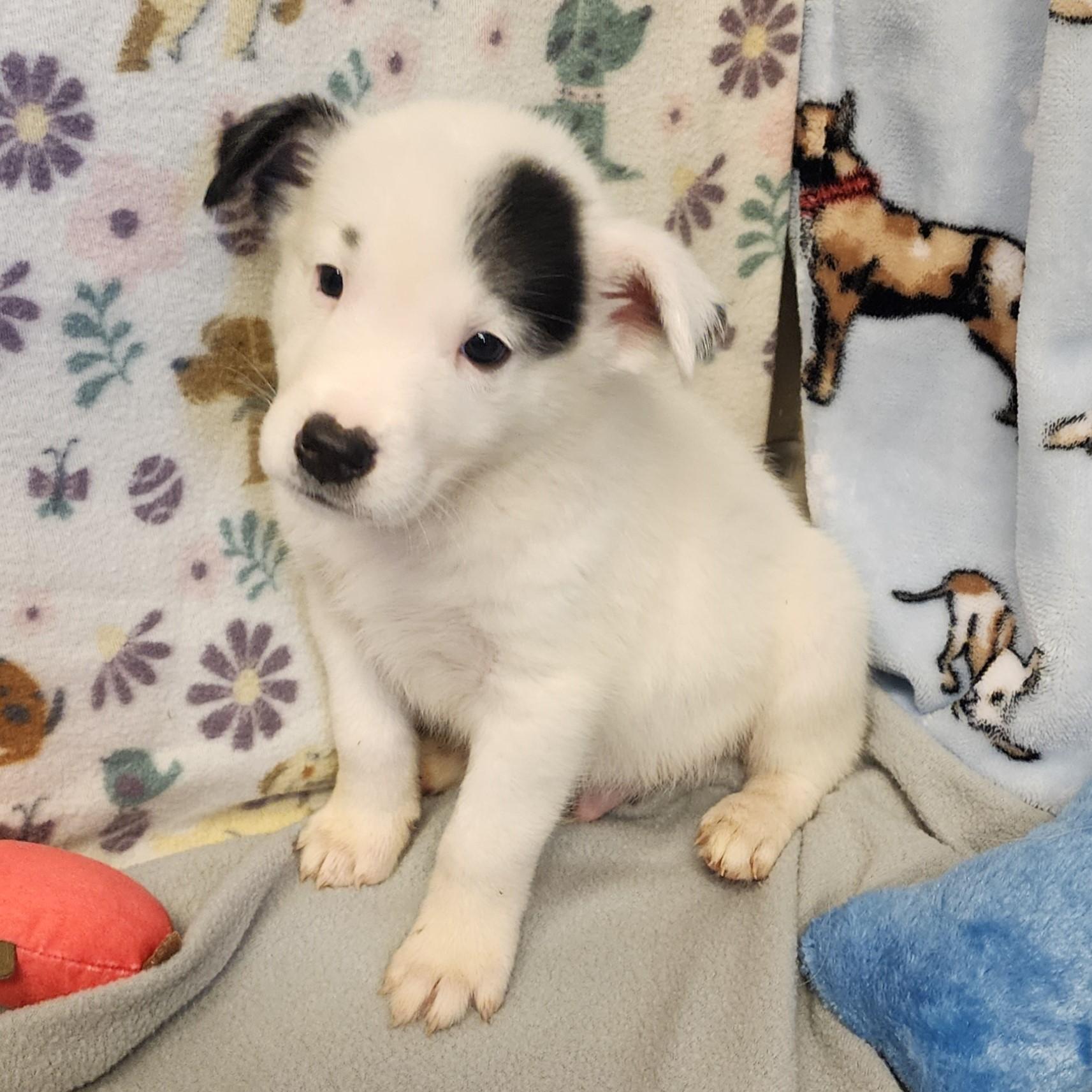 Hollywood, a ADOPTABLE mixed breed in ALPINE, TX image 3/4