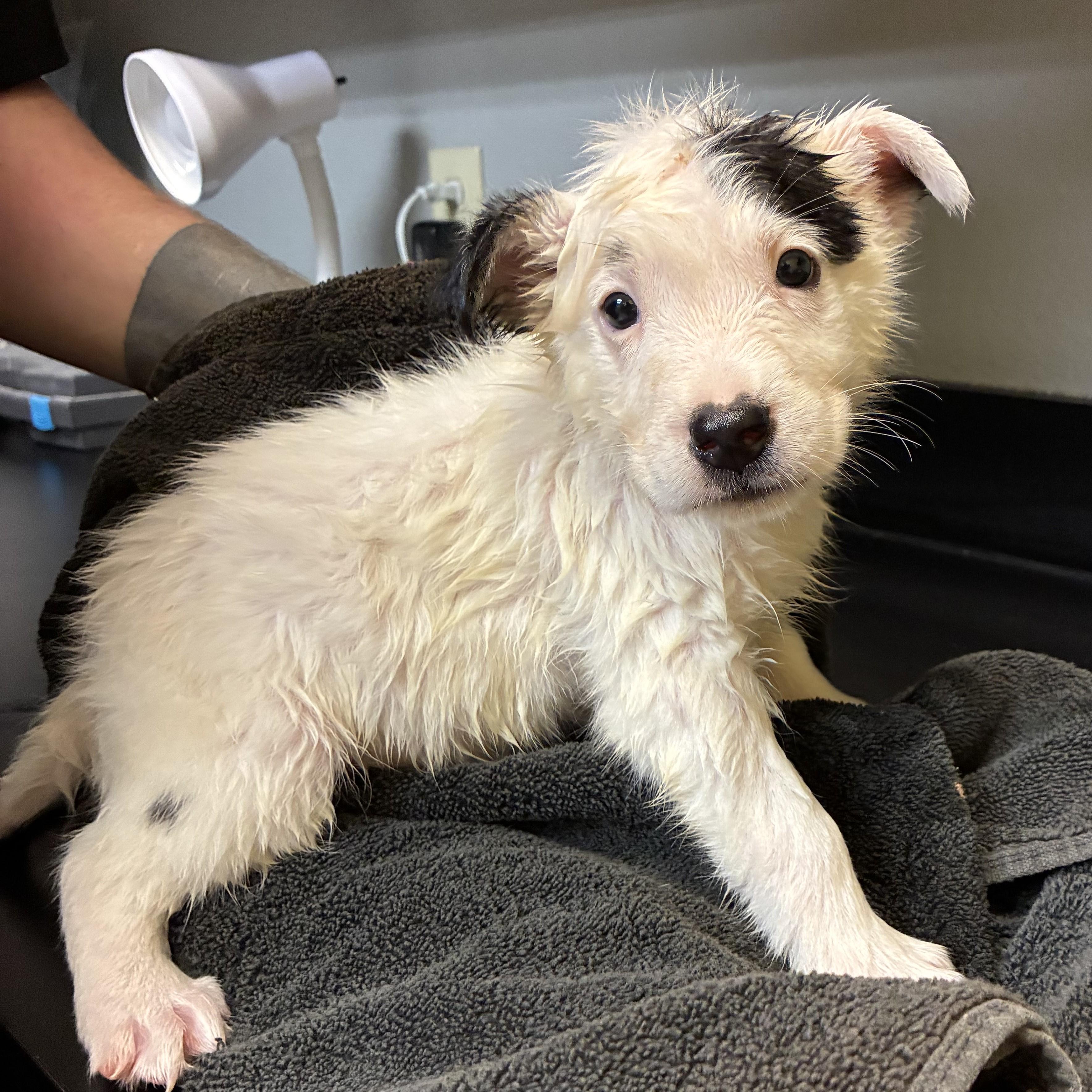 Hollywood, a ADOPTABLE mixed breed in ALPINE, TX image 4/4