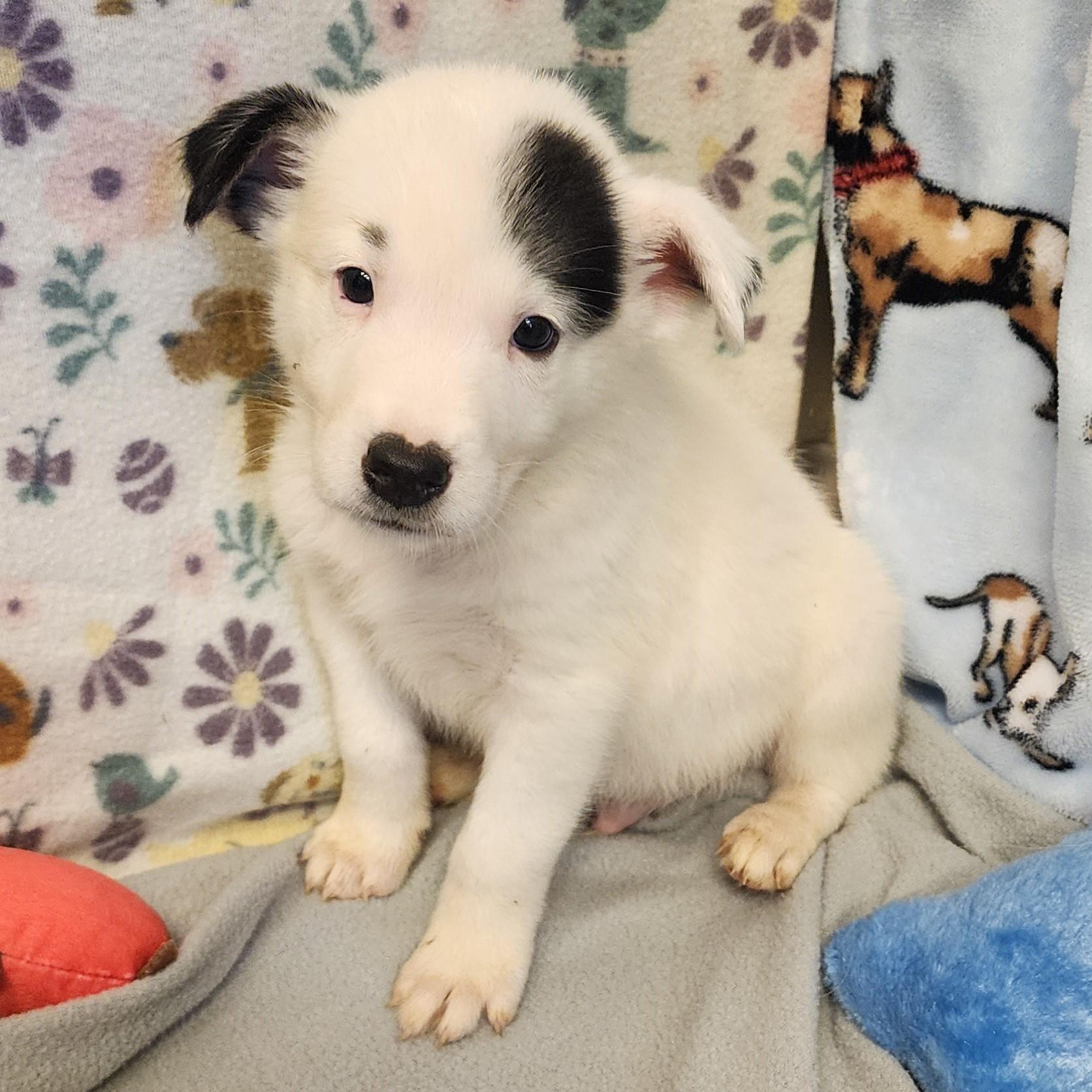 Hollywood, a ADOPTABLE mixed breed in ALPINE, TX image 1/4