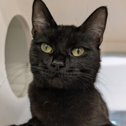 Bo Peep, Adoptable, Adult Female Domestic Short Hair & Domestic Short Hair.