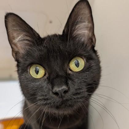 Enlarge Bo Peep, a Adoptable mixed breed in Voorhees, NJ image 2/2